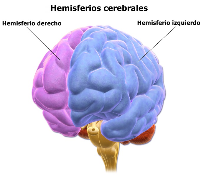 Resultado de imagen de hemisferios cerebrales lifeder