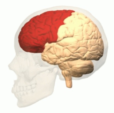Dolor de cabeza en el lóbulo frontal izquierdo