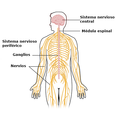 Resultado de imagen para SISTEMA NERVIOSO