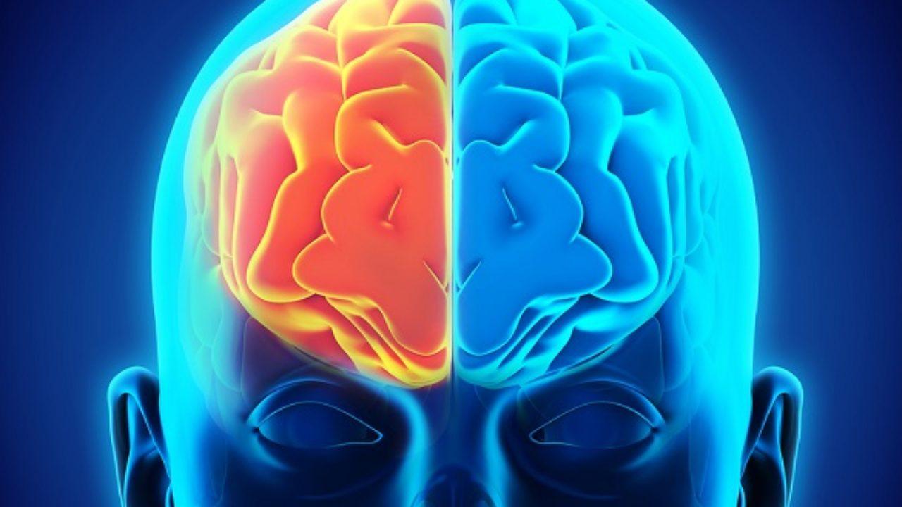 Правша полушарие мозга. Асимметрия головного мозга. Левое полушарие головного мозга.