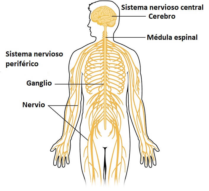 Resultado de imagen de sistema nervioso periferico lifeder