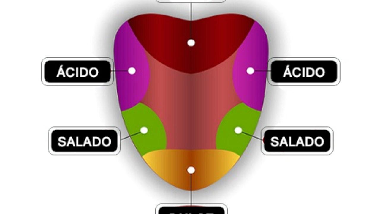Resultado de imagen para estructura papilas gustativas