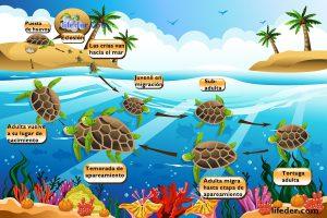 Ciclo de Vida de la Tortuga de Mar para Niños