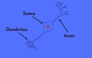 Neurona bipolar