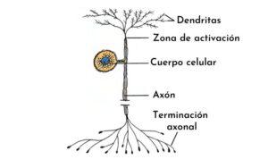 Neuronas unipolares