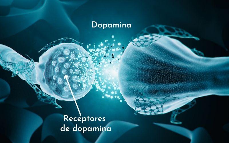 Neuronas dopaminérgicas: qué son, características, funciones y vías