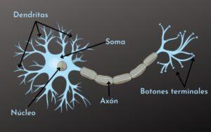 Neuronas multipolares