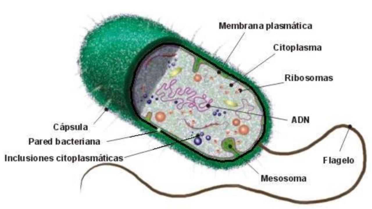 Clasificacion Y Estructura De Las Bacterias Varias