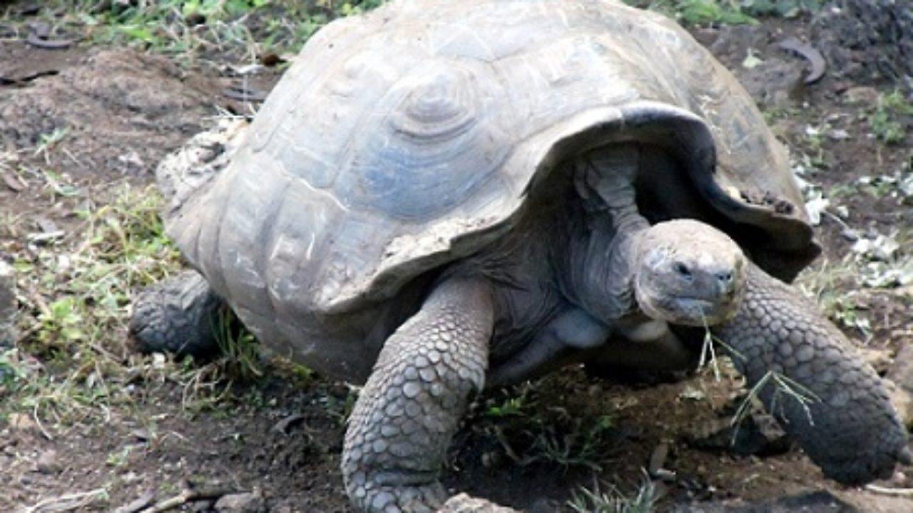 20 Animales De La Costa Ecuatoriana Y Sus Caracteristicas Lifeder