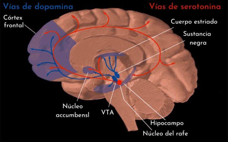 Neuronas dopaminérgicas: qué son, características, funciones y vías