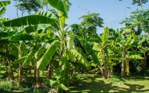 Las actividades económicas de Guatemala más importantes