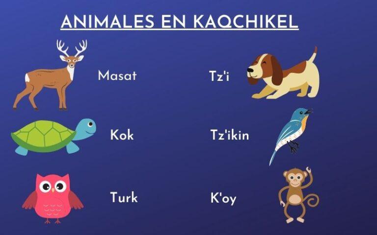 25 animales en kaqchikel (con su pronunciación)