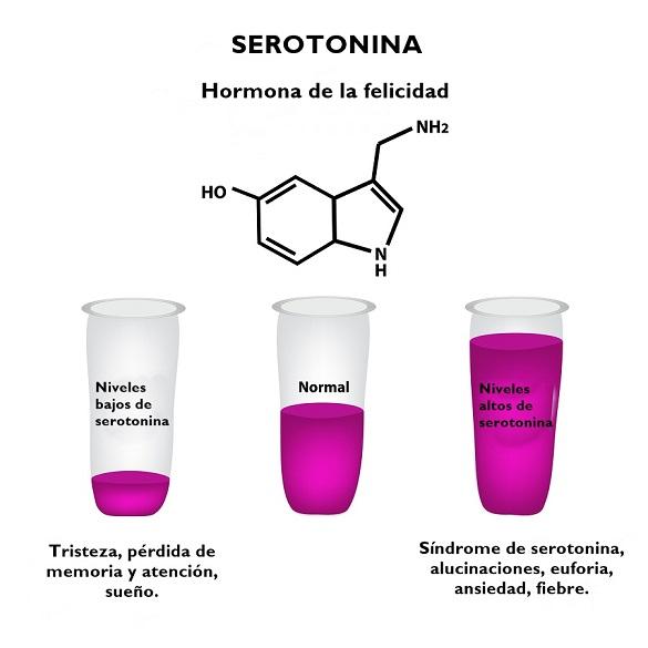 Resultado de imagen de Serotonina lifeder