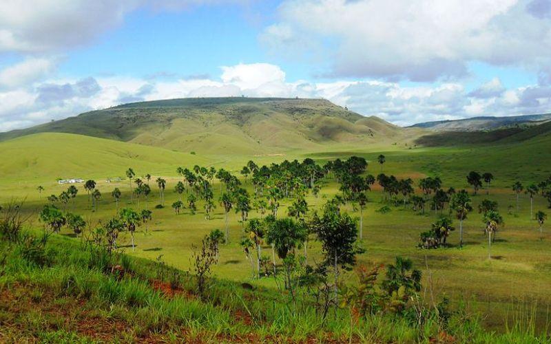 Sabana de palmeras qué es, características, clima, flora y fauna Sabana de palmeras qué es, características, clima, flora y fauna
