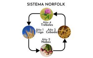 Sistema Norfolk