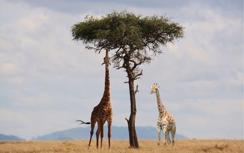Teoría del transformismo de Lamarck: qué es, bases, ejemplos image