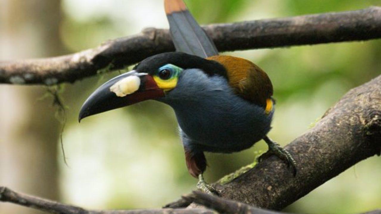 Animales Tipicos De La Costa Del Ecuador
