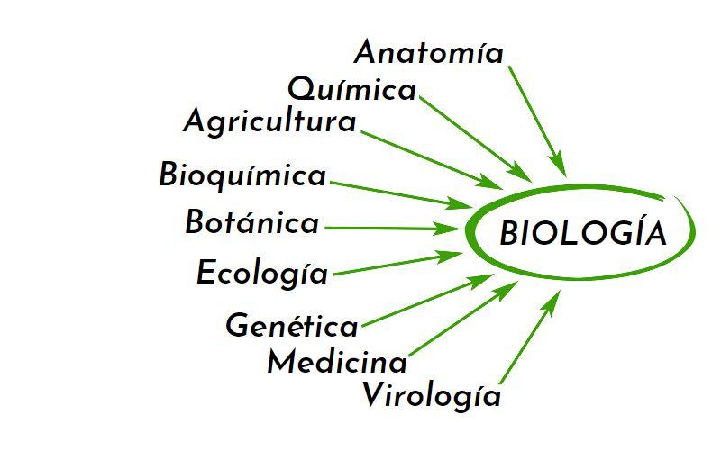 Ciencias que se relacionan con la biología Ciencias que se relacionan con la biología