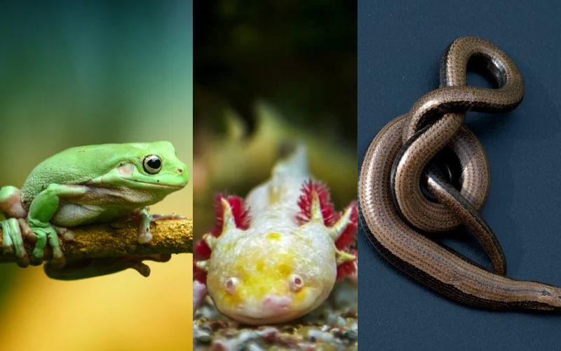 Clases de anfibios qué son y características