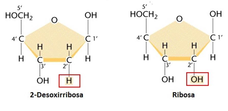 Resultado de imagen de ribos y desoxirribosa