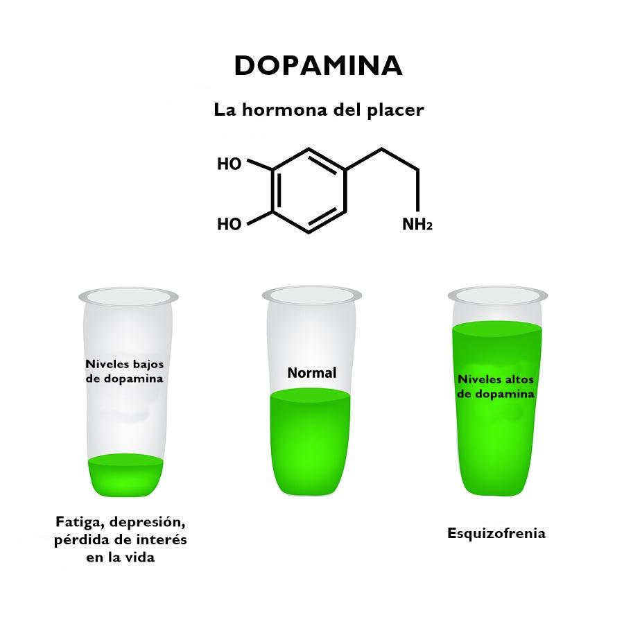 Resultado de imagen de dopamina lifeder