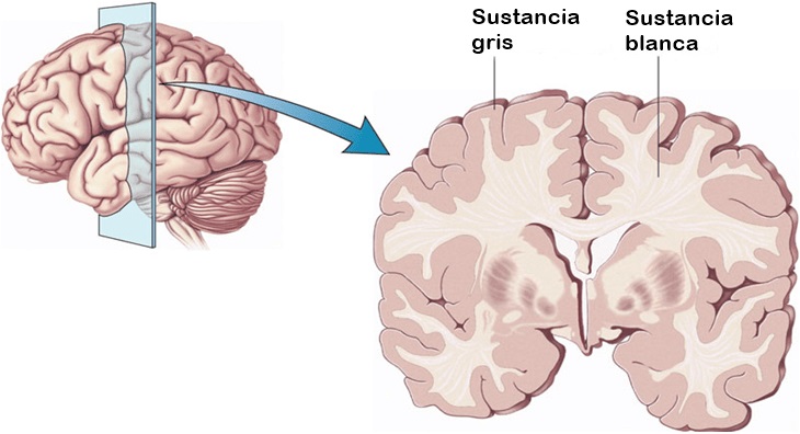 Resultado de imagen para materia gris y blanca