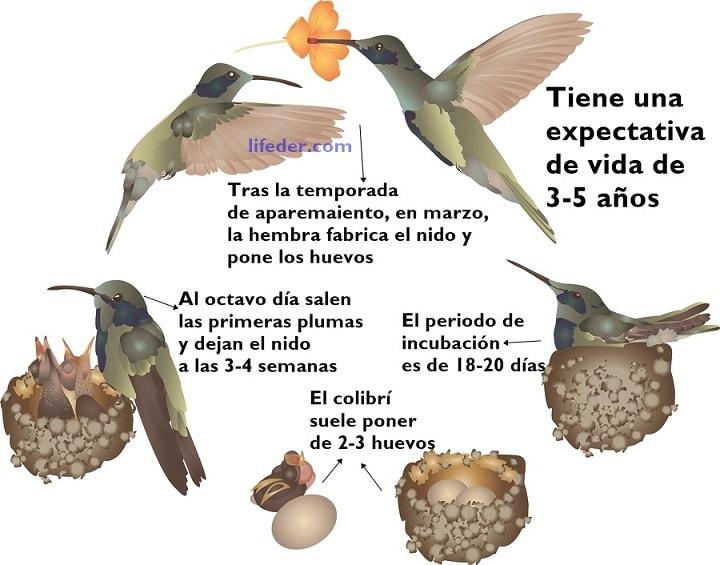 Ciclo de vida del colibrí: qué es, etapas, características