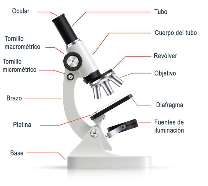 Las Partes del Microscopio Óptico y sus Funciones Las Partes del Microscopio Óptico y sus Funciones
