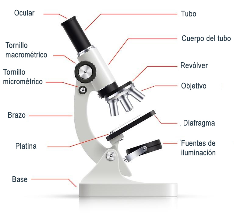 transfusión Café Crítico Las Partes del Microscopio Óptico y sus Funciones