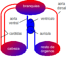 sistema circulatorio peces