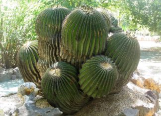 15 plantas asexuales y sus características