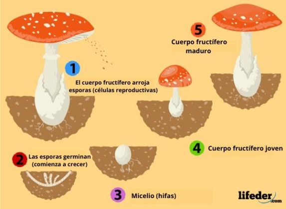 Reproducción de los hongos sexual, asexual y parasexual