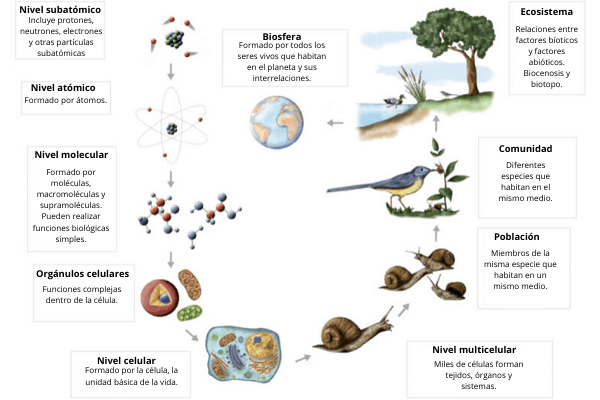 Cuales Son Los Niveles De Organizacion De La Materia Con