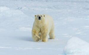 Relación entre adaptación y selección natural