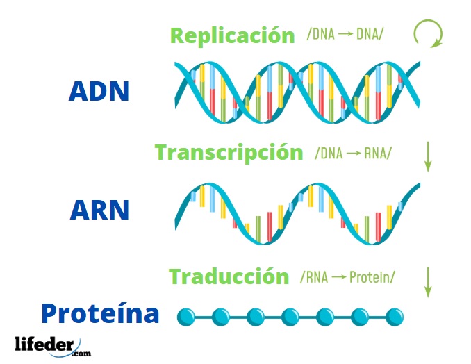 Etapas Del Dogma Central De La Biologia Molecular Dinami Etapas Del Dogma Central De La Biologia Molecular Dinami