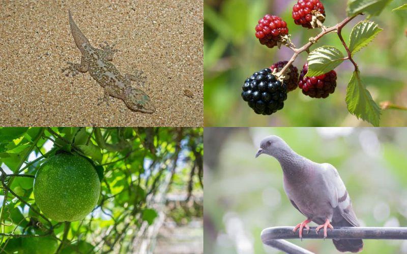 20 especies introducidas en las islas Galápagos