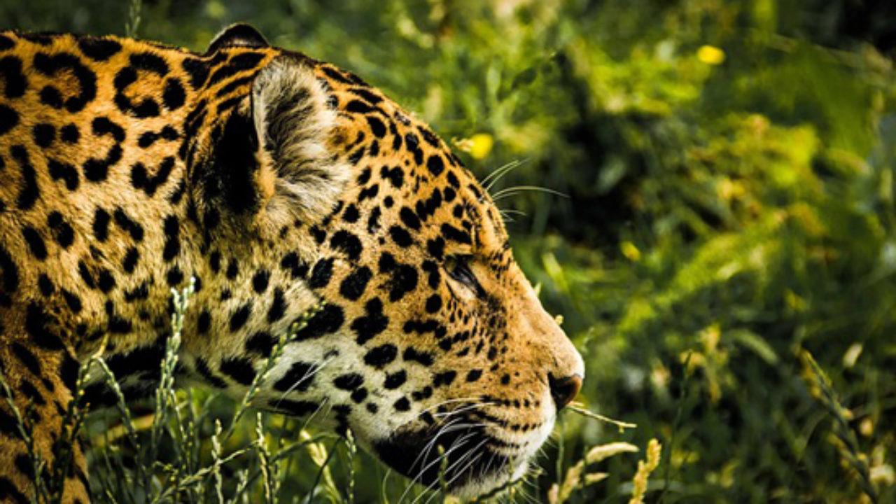 10 Animales De La Amazonia Ecuatoriana Oriente Lifeder