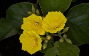 Plantas endémicas del Ecuador