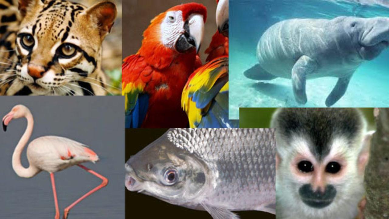 8 Animales De La Region Caribe De Colombia Lifeder