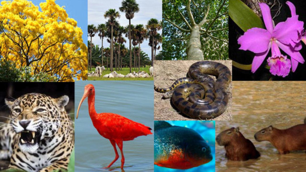 Flora y Fauna de la Región Orinoquía - Lifeder