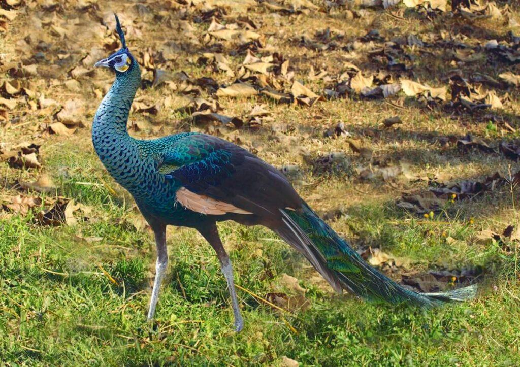 Flora y fauna de Indonesia: especies más representativas Flora y fauna de Indonesia: especies más representativas