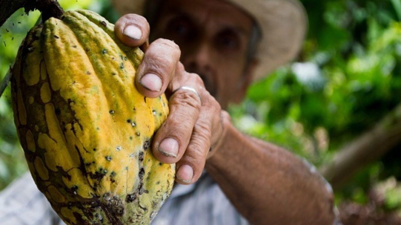 Que Es El Auge Cacaotero Del Ecuador Lifeder