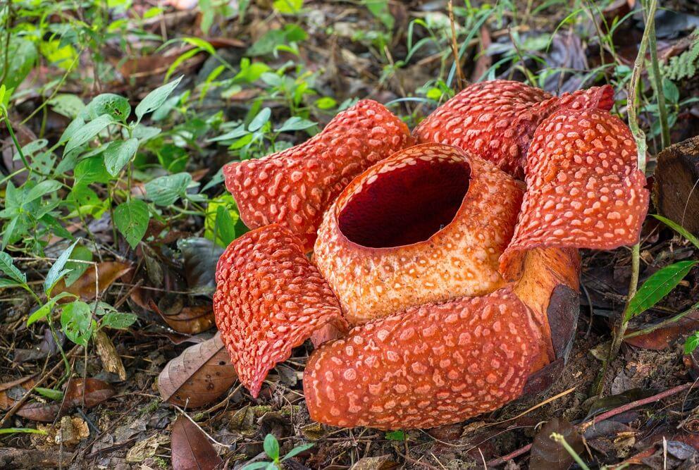 Flora y fauna de Indonesia: especies más representativas Flora y fauna de Indonesia: especies más representativas