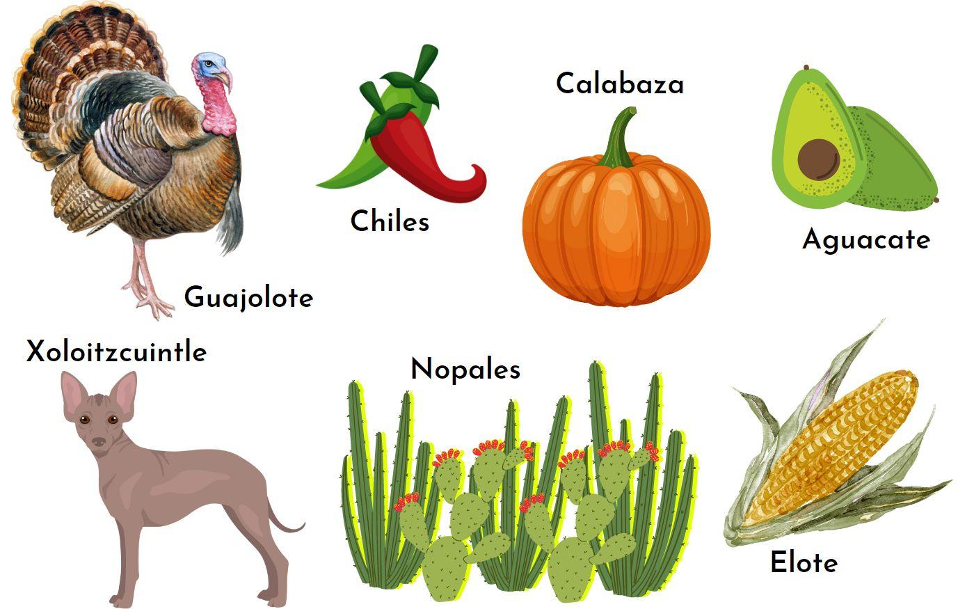 Alimentación de los teotihuacanos cómo era, alimentos, estratos sociales Alimentación de los teotihuacanos cómo era, alimentos, estratos sociales