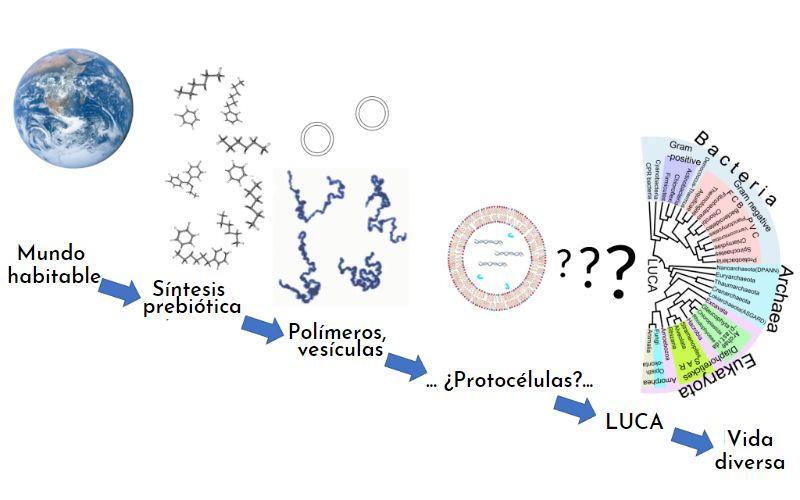 Eubiontes: qué son, eubiontes y protobiontes, evolución