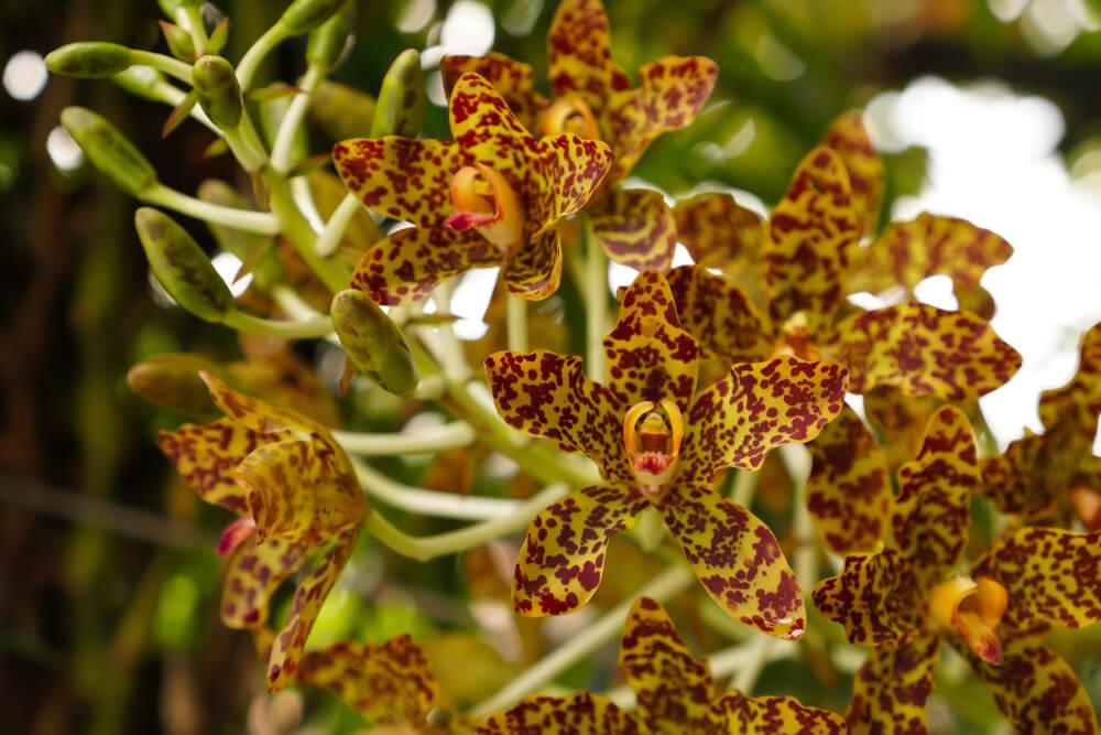 Flora y fauna de Indonesia: especies más representativas Flora y fauna de Indonesia: especies más representativas