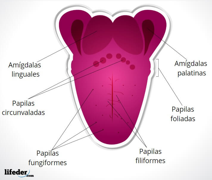 Los 5 Sentidos Y Sus Funciones