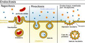 Transporte celular: tipos y sus características