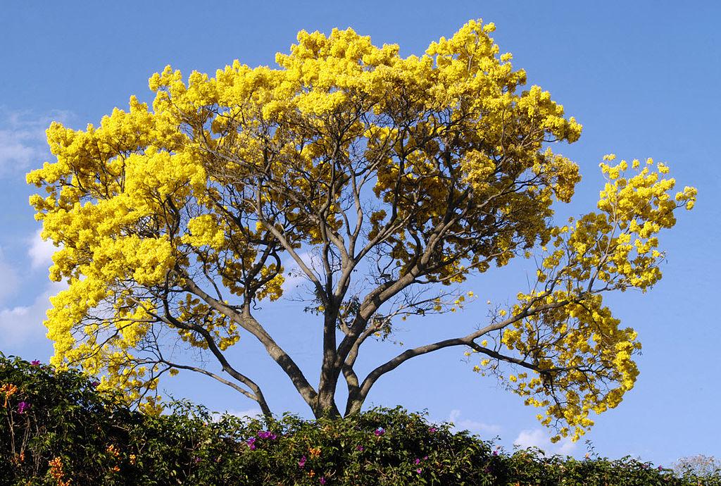 Flora de Lambayeque: especies más representativas Flora de Lambayeque: especies más representativas