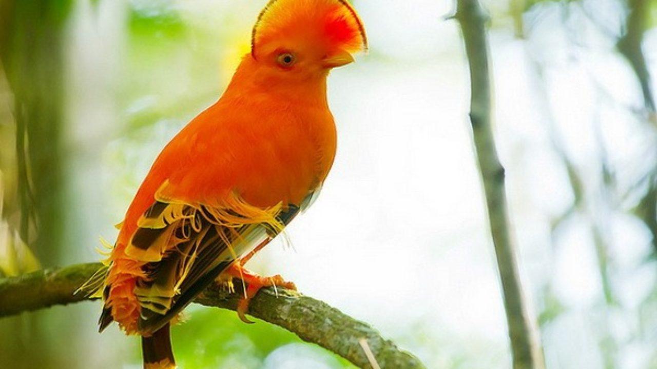 Los 10 Animales De La Selva Peruana Mas Destacados Lifeder